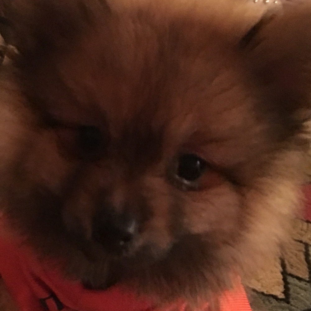 Meet your Posher, Daniela R